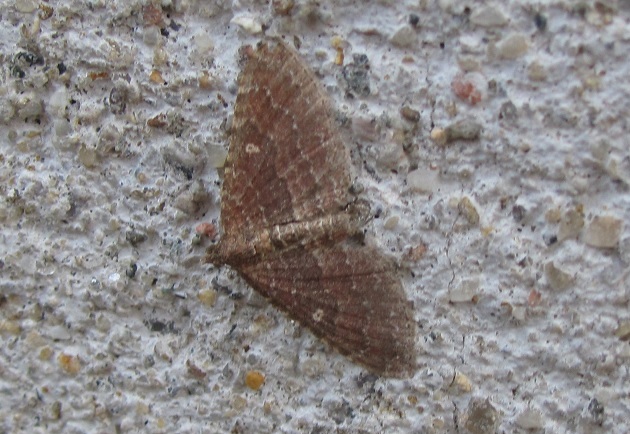 Nycterosea obstipata? S